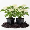 Pack of 2 Black Elderberry Live Plants – American Berry Shrub, 7-12" Tall, Quart Pot, Outdoor - Image 1