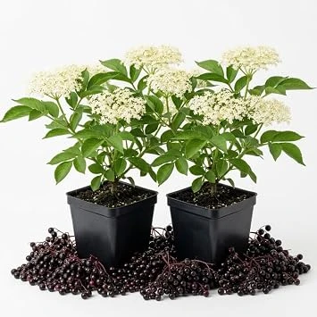 Pack of 2 Black Elderberry Live Plants – American Berry Shrub, 7-12" Tall, Quart Pot, Outdoor - Image 1