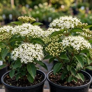 Pack of 2 Black Haw Viburnum Live Shrub Plants 6-12 Inch Tall in 4 Inch Pot, Outdoor - Image 2
