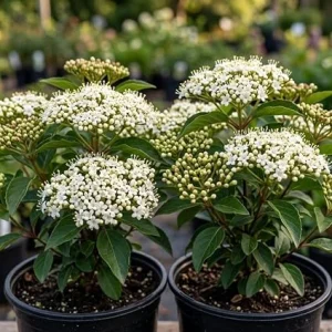 Pack of 2 Black Haw Viburnum Live Shrub Plants 6-12 Inch Tall in 4 Inch Pot, Outdoor - Image 3