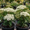 Pack of 2 Black Haw Viburnum Live Shrub Plants 6-12 Inch Tall in 4 Inch Pot, Outdoor - Image 1