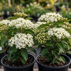 Pack of 2 Black Haw Viburnum Live Shrub Plants 6-12 Inch Tall in 4 Inch Pot, Outdoor - Image 6