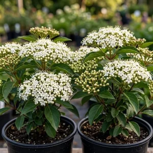 Pack of 2 Black Haw Viburnum Live Shrub Plants 6-12 Inch Tall in 4 Inch Pot, Outdoor - Image 7