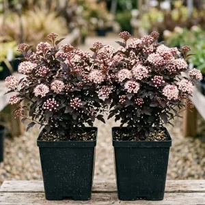Pack of 2 Crimson Ninebark Live Plant 8-12 Inches Tall in 2.5 Inch Pot - Hardy Purple Foliage Shrub for Outdoor - Image 6