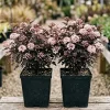 Pack of 2 Crimson Ninebark Live Plant 8-12 Inches Tall in 2.5 Inch Pot - Hardy Purple Foliage Shrub for Outdoor - Image 1