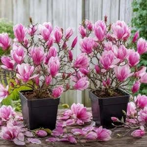 Pack of 2 Jane Magnolia Live Plant – Purple Pink Flowers – 6-12" Tall – 2.5" Pot – Outdoor Shrub - Image 4