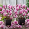 Pack of 2 Jane Magnolia Live Plant – Purple Pink Flowers – 6-12" Tall – 2.5" Pot – Outdoor Shrub - Image 1