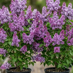 Pack of 2 Purple Lilac Live Plants, 6-12" Tall, Reblooming Syringa Bushes, Outdoor - Image 1