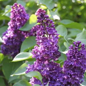 Pack of 2 Purple Lilac Live Plants, 6-12" Tall, Reblooming Syringa Bushes, Outdoor - Image 7