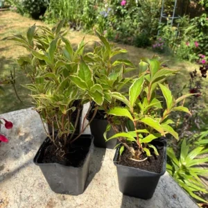 Pack of 2 Reblooming Weigela Shrub Live Plants, Pink Variegated, 6-12 Inch Tall in 4 In Pot - Image 4