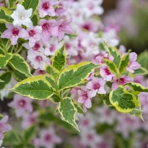 Pack of 2 Reblooming Weigela Shrub Live Plants, Pink Variegated, 6-12 Inch Tall in 4 In Pot - Image 5