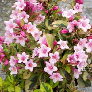 Pack of 2 Reblooming Weigela Shrub Live Plants, Pink Variegated, 6-12 Inch Tall in 4 In Pot - Image 6