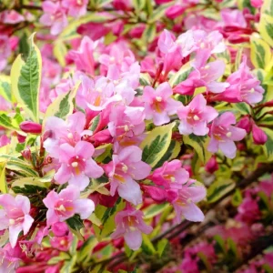 Pack of 2 Reblooming Weigela Shrub Live Plants, Pink Variegated, 6-12 Inch Tall in 4 In Pot - Image 7