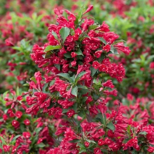 Pack of 2 Ruby Red Weigela Live Plants, Reblooming Shrub, 6-12 Inch Tall, 4 Inch Pot, Outdoor Flowering Bush - Image 3