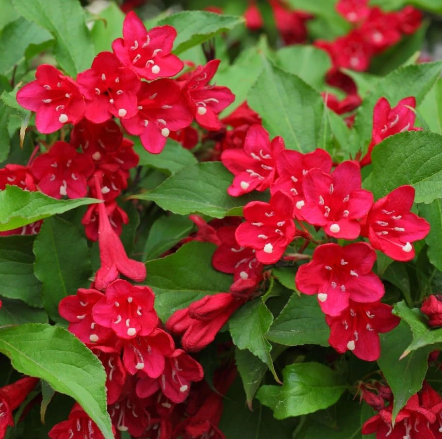 Pack of 2 Ruby Red Weigela Live Plants, Reblooming Shrub, 6-12 Inch Tall, 4 Inch Pot, Outdoor Flowering Bush - Image 5