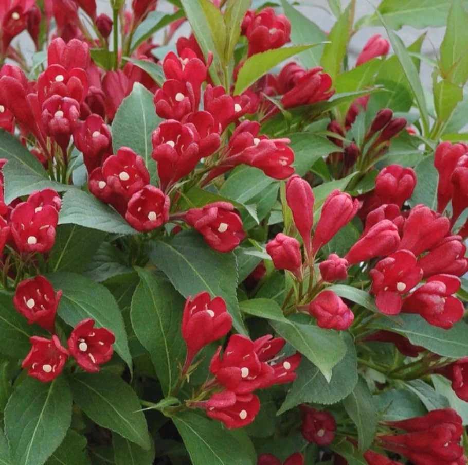 Pack of 2 Ruby Red Weigela Live Plants, Reblooming Shrub, 6-12 Inch Tall, 4 Inch Pot, Outdoor Flowering Bush - Image 6