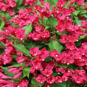 Pack of 2 Ruby Red Weigela Live Plants, Reblooming Shrub, 6-12 Inch Tall, 4 Inch Pot, Outdoor Flowering Bush - Image 7