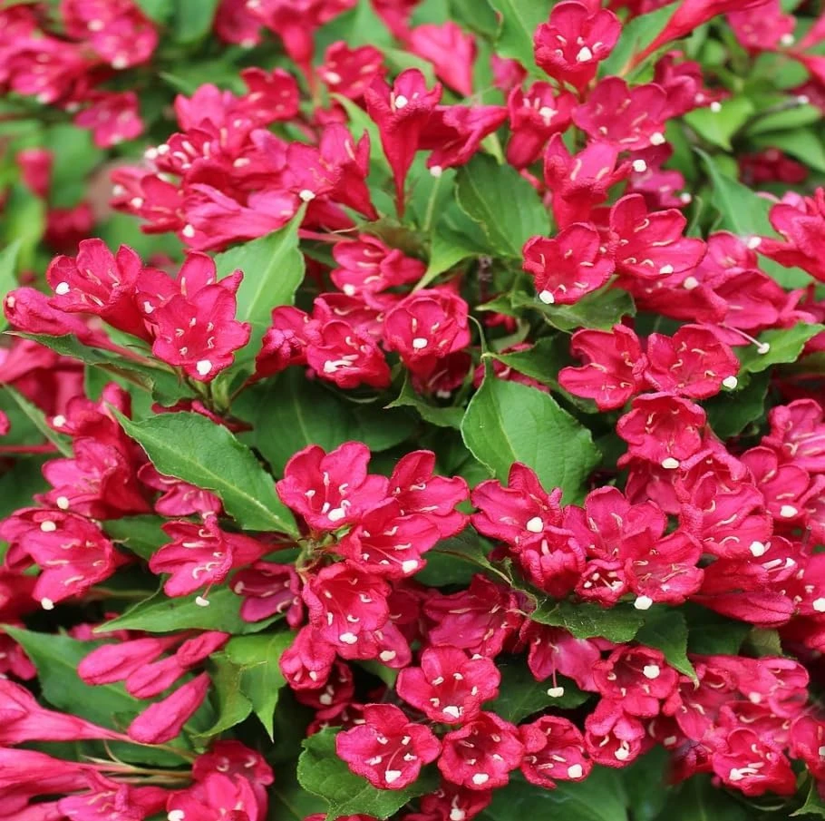 Pack of 2 Ruby Red Weigela Live Plants, Reblooming Shrub, 6-12 Inch Tall, 4 Inch Pot, Outdoor Flowering Bush - Image 7