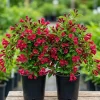 Pack of 2 Ruby Red Weigela Live Plants, Reblooming Shrub, 6-12 Inch Tall, 4 Inch Pot, Outdoor Flowering Bush - Image 1