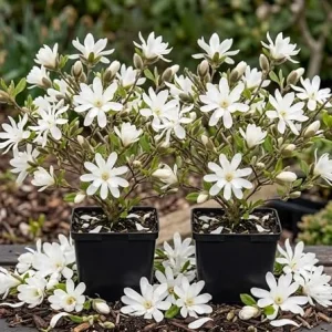 Pack of 2 Star Magnolia Trees Live Plant - White Flowers, 6-12" Tall, 4" Pot, Outdoor Shrub - Image 2