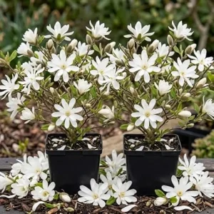 Pack of 2 Star Magnolia Trees Live Plant - White Flowers, 6-12" Tall, 4" Pot, Outdoor Shrub - Image 3