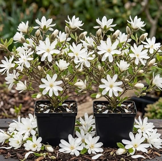Pack of 2 Star Magnolia Trees Live Plant - White Flowers, 6-12" Tall, 4" Pot, Outdoor Shrub - Image 6