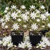Pack of 2 Star Magnolia Trees Live Plant - White Flowers, 6-12" Tall, 4" Pot, Outdoor Shrub - Image 1
