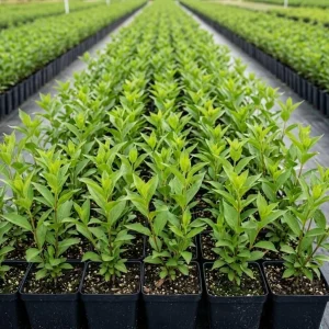 Pack of 2 White Weigela Shrub Live Plants - Reblooming Hardy Flowering Bush 6-12 Inch Tall in 4 Inch Pot, Outdoor - Image 2