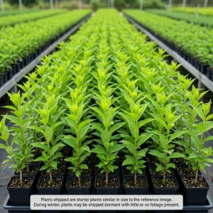Pack of 2 White Weigela Shrub Live Plants - Reblooming Hardy Flowering Bush 6-12 Inch Tall in 4 Inch Pot, Outdoor - Image 4