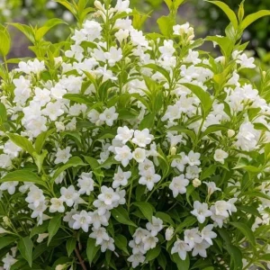 Pack of 2 White Weigela Shrub Live Plants - Reblooming Hardy Flowering Bush 6-12 Inch Tall in 4 Inch Pot, Outdoor - Image 5