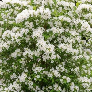 Pack of 2 White Weigela Shrub Live Plants - Reblooming Hardy Flowering Bush 6-12 Inch Tall in 4 Inch Pot, Outdoor - Image 6