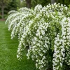 Pack of 2 White Weigela Shrub Live Plants - Reblooming Hardy Flowering Bush 6-12 Inch Tall in 4 Inch Pot, Outdoor - Image 1