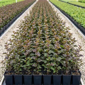 Pack of 3 Crimson Ninebark Live Plant 8-12 Inches Tall in 2.5 Inch Pot - Hardy Outdoor Shrub with Purple Foliage - Image 2