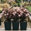Pack of 3 Crimson Ninebark Live Plant 8-12 Inches Tall in 2.5 Inch Pot - Hardy Outdoor Shrub with Purple Foliage - Image 1
