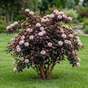 Pack of 3 Crimson Ninebark Live Plant 8-12 Inches Tall in 2.5 Inch Pot - Hardy Outdoor Shrub with Purple Foliage - Image 3