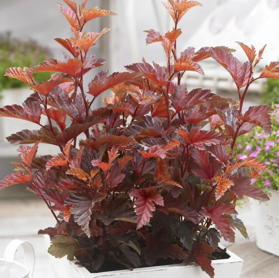 Pack of 3 Crimson Ninebark Live Plant 8-12 Inches Tall in 2.5 Inch Pot - Hardy Outdoor Shrub with Purple Foliage - Image 5