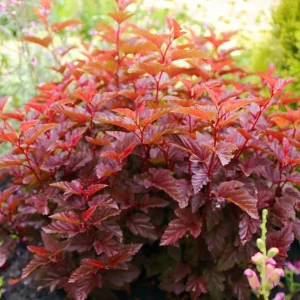 Pack of 3 Crimson Ninebark Live Plant 8-12 Inches Tall in 2.5 Inch Pot - Hardy Outdoor Shrub with Purple Foliage - Image 6