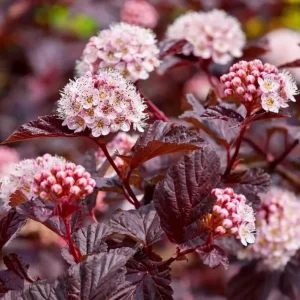 Pack of 3 Crimson Ninebark Live Plant 8-12 Inches Tall in 2.5 Inch Pot - Hardy Outdoor Shrub with Purple Foliage - Image 7