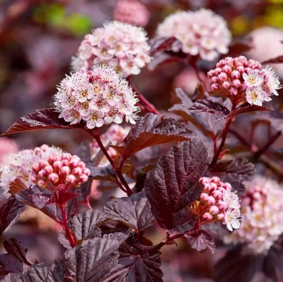 Pack of 3 Crimson Ninebark Live Plant 8-12 Inches Tall in 2.5 Inch Pot - Hardy Outdoor Shrub with Purple Foliage - Image 7