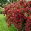 Pack of 3 Reblooming Red Weigela Shrub Live Plant, 6-12 Inch Tall in 4 Inch Pot, Outdoor Flowering Bush - Image 1