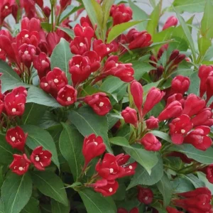 Pack of 3 Reblooming Red Weigela Shrub Live Plant, 6-12 Inch Tall in 4 Inch Pot, Outdoor Flowering Bush - Image 7
