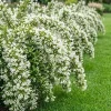 Pack of 3 Reblooming White Weigela Shrub Live Plant, Hardy Bush, 6-12 Inch Tall in 4 Inch Pot, Outdoor - Image 1