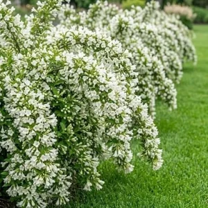 Pack of 3 Reblooming White Weigela Shrub Live Plant, Hardy Bush, 6-12 Inch Tall in 4 Inch Pot, Outdoor - Image 3