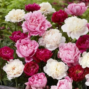 Paeonia Peony Seeds - 10 Count Pack - Heirloom Open-Pollinated Flower Seeds - Image 2