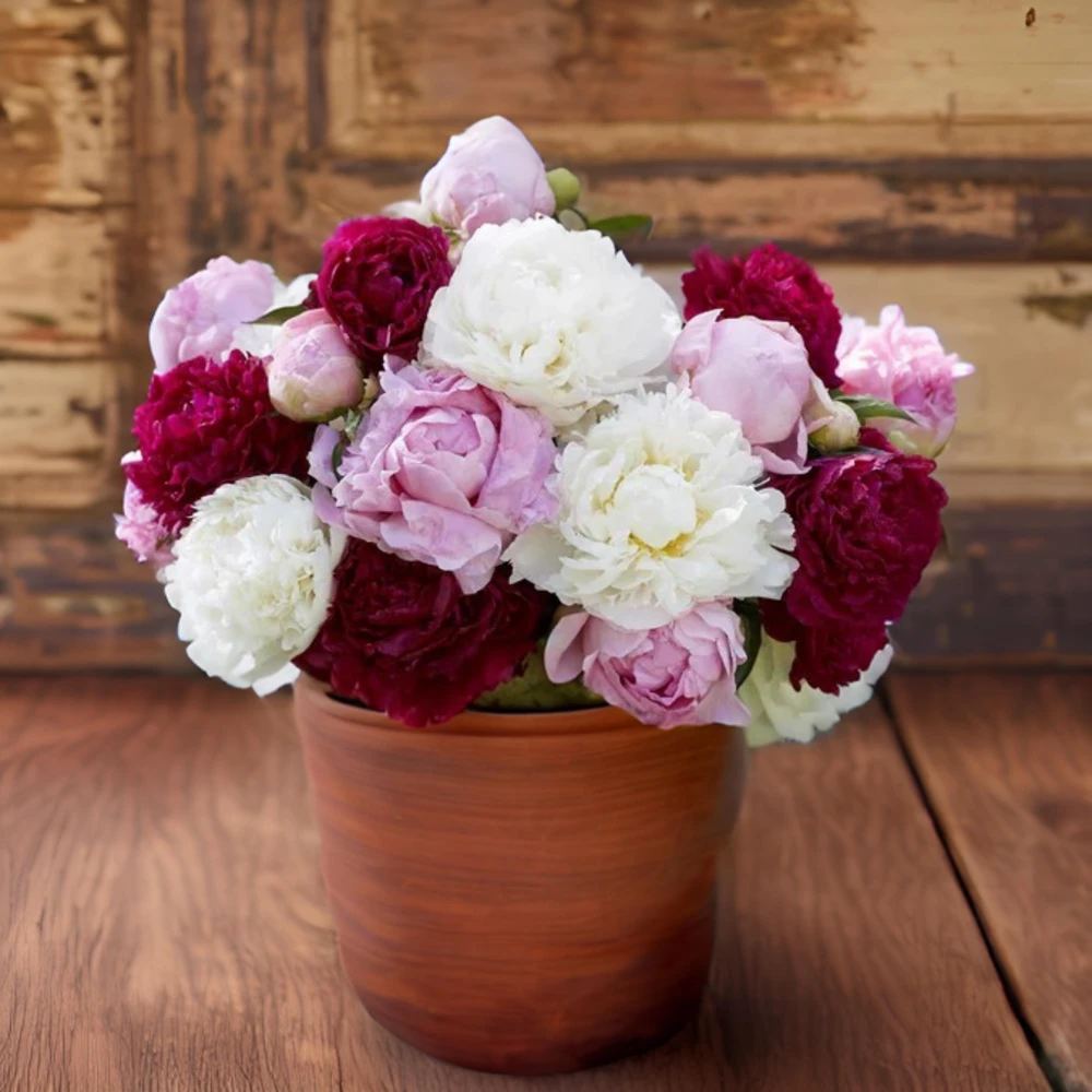 Paeonia Peony Seeds - 10 Count Pack - Heirloom Open-Pollinated Flower Seeds - Image 3