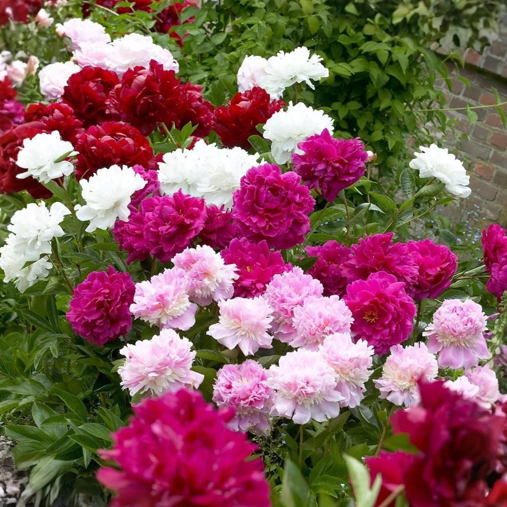 Paeonia Peony Seeds - 10 Count Pack - Heirloom Open-Pollinated Flower Seeds - Image 4