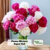 Paeonia Peony Seeds - 10 Count Pack - Heirloom Open-Pollinated Flower Seeds - Image 1