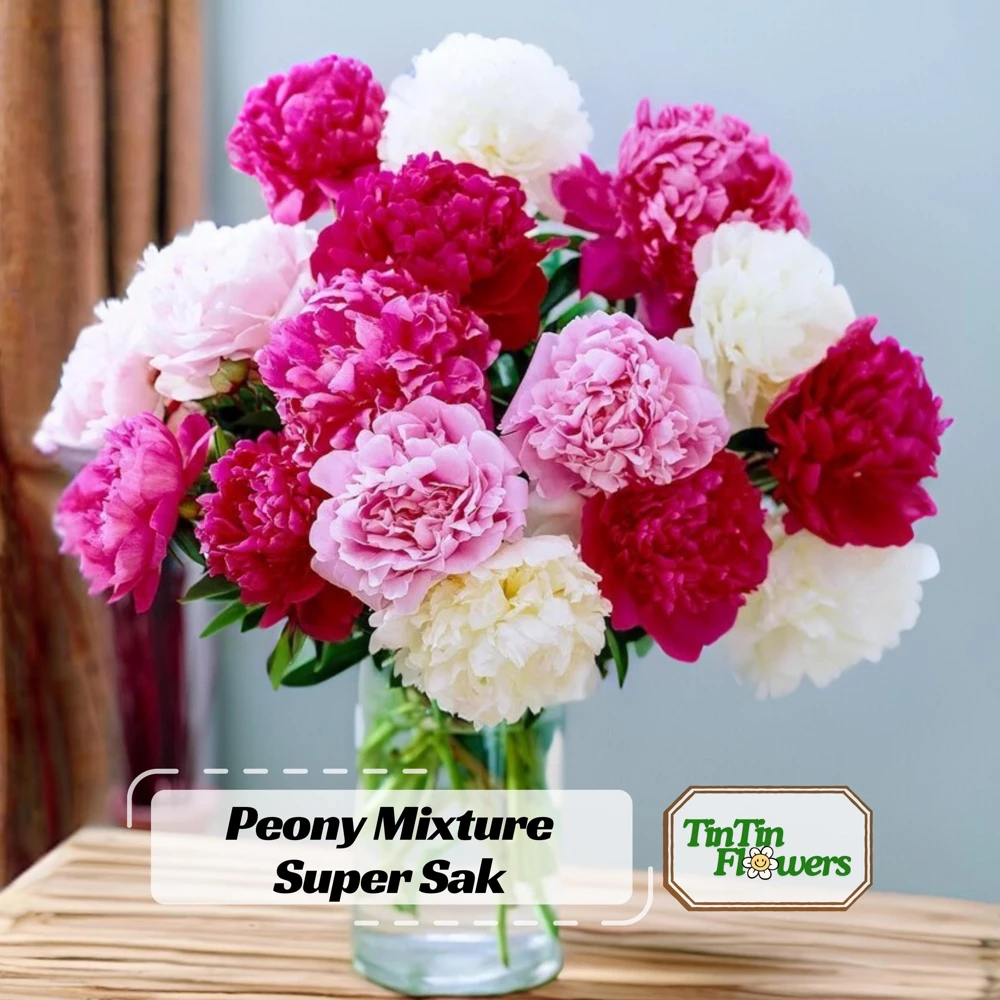 Paeonia Peony Seeds - 10 Count Pack - Heirloom Open-Pollinated Flower Seeds - Image 1