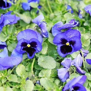 Pansy Seeds - Cold & Draft Resistant, Open-Pollinating - 25 Seeds - Image 2