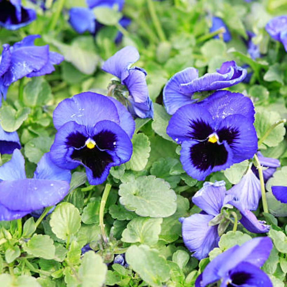 Pansy Seeds - Cold & Draft Resistant, Open-Pollinating - 25 Seeds - Image 2